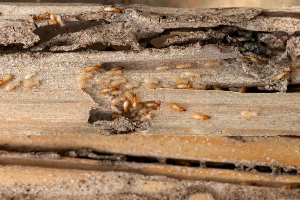 Best Pest Control Near Me  in La Plata, MD